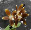 Phal. tetraspis Olive Brown